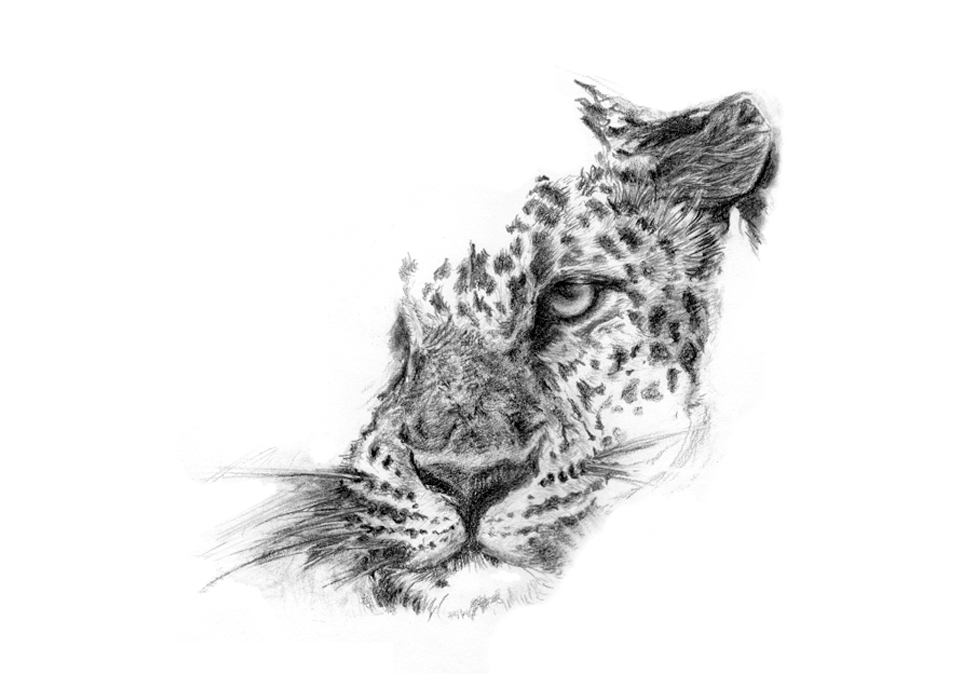 leopardo